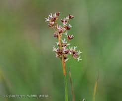 Attēlu rezultāti vaicājumam “Juncus squarrosus”