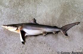 Image result for Carcharhinus brevipinna