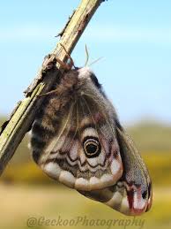 Attēlu rezultāti vaicājumam “Saturnia pavonia eggs”