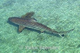 Image result for Carcharhinus melanopterus