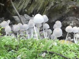 Attēlu rezultāti vaicājumam “Badhamia lilacina sessile”