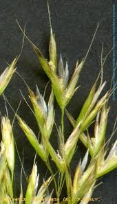 Attēlu rezultāti vaicājumam “Trisetum flavescens”