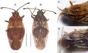 Attēlu rezultāti vaicājumam “Physatocheila smreczynskii”