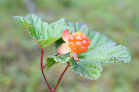 Attēlu rezultāti vaicājumam “Rubus chamaemorus fruit”