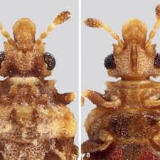 Attēlu rezultāti vaicājumam “Adomerus biguttatus”