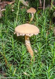 Attēlu rezultāti vaicājumam “Cystoderma amianthinum”