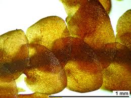 Attēlu rezultāti vaicājumam “Frullania tamarisci macro”