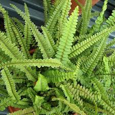 Image result for НЕФРОЛЕПИС (Nephrolepis