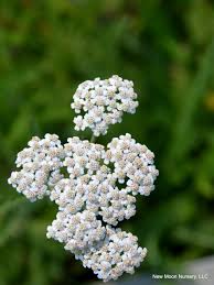 Attēlu rezultāti vaicājumam “Achillea millefolium flower”