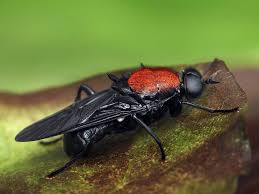 Attēlu rezultāti vaicājumam “Clitellaria ephippium”