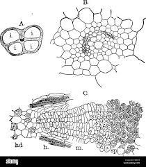 Attēlu rezultāti vaicājumam “Isoetes echinospora leaf”
