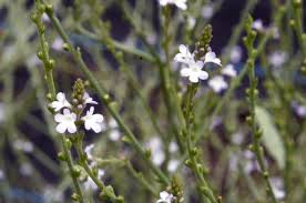 Image result for Verbena officinalis