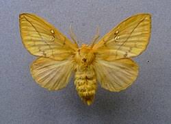 Attēlu rezultāti vaicājumam “Euthrix potatoria larva”