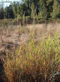Attēlu rezultāti vaicājumam “Phalaroides arundinacea”