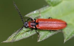 Attēlu rezultāti vaicājumam “Denticollis linearis”