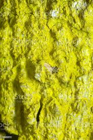 Attēlu rezultāti vaicājumam “Chrysothrix candelaris”