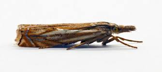 Attēlu rezultāti vaicājumam “Crambus lathoniellus”