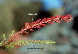 Attēlu rezultāti vaicājumam “Calluna vulgaris leaf”