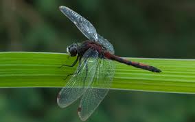 Attēlu rezultāti vaicājumam “Leucorrhinia”