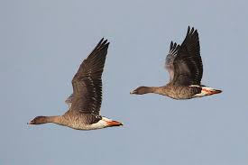 Attēlu rezultāti vaicājumam “Anser serrirostris adult”