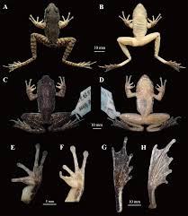 Attēlu rezultāti vaicājumam “Ranidae”