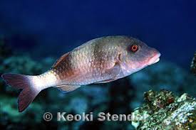 Image result for Parupeneus trifasciatus