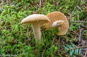 Attēlu rezultāti vaicājumam “Hydnum sp.”