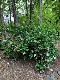 Attēlu rezultāti vaicājumam “Syringa vulgaris”