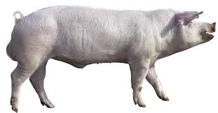 Bildresultat för pigs