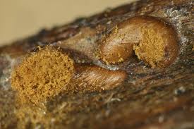 Attēlu rezultāti vaicājumam “Trichia ambigua macro”