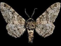 Attēlu rezultāti vaicājumam “Biston betularia”