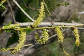 Attēlu rezultāti vaicājumam “Salix x fragilis”