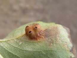 Attēlu rezultāti vaicājumam “Gymnosporangium sabinae”