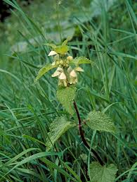 Attēlu rezultāti vaicājumam “Lamium album flower”