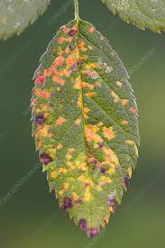 Attēlu rezultāti vaicājumam “Phragmidium sp.”