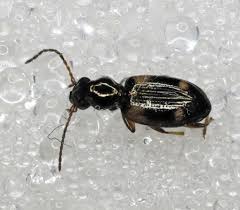 Attēlu rezultāti vaicājumam “Bembidion sp.”