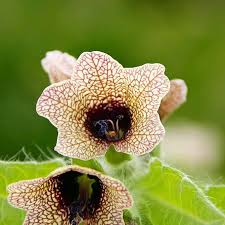 Image result for bilsenkraut