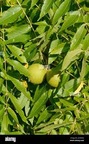 Attēlu rezultāti vaicājumam “Juglans cinerea fruit”