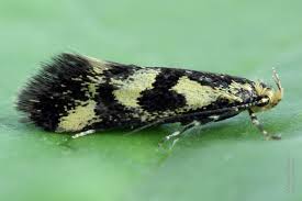 Attēlu rezultāti vaicājumam “Denisia similella”