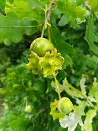 Attēlu rezultāti vaicājumam “Andricus quercuscorticis”