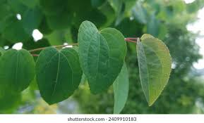 Attēlu rezultāti vaicājumam “Cercidiphyllum japonicum leaf”