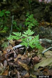 Attēlu rezultāti vaicājumam “Botrychium virginianum”