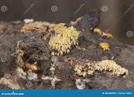 Attēlu rezultāti vaicājumam “Hyphodontia barba-jovis”