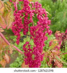 Attēlu rezultāti vaicājumam “Chenopodium polyspermum var. acutifolium flower”