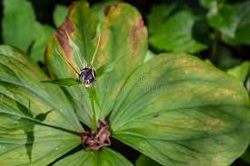 Attēlu rezultāti vaicājumam “Paris quadrifolia bud”