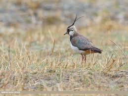 Attēlu rezultāti vaicājumam “Vanellus vanellus”