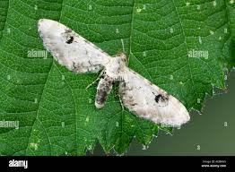 Attēlu rezultāti vaicājumam “Eupithecia centaureata”