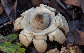 Attēlu rezultāti vaicājumam “Craterium aureum spores”