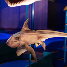 Image result for Styracura pacifica