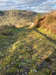 Attēlu rezultāti vaicājumam “Weissia squarrosa”